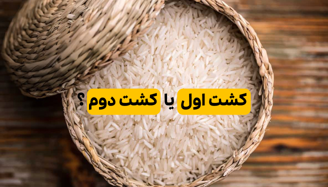 تفاوت برنج کشت اول و کشت دوم