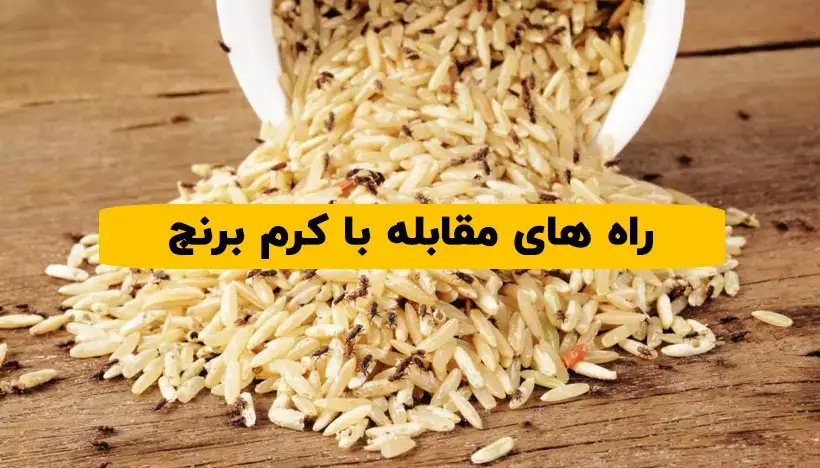 کرم برنج