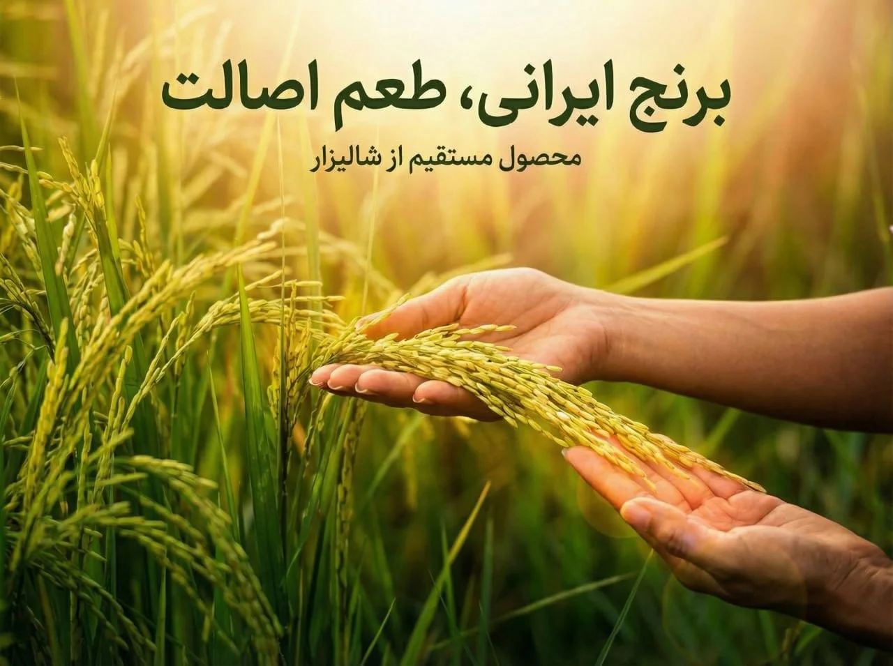 برنج رایسان