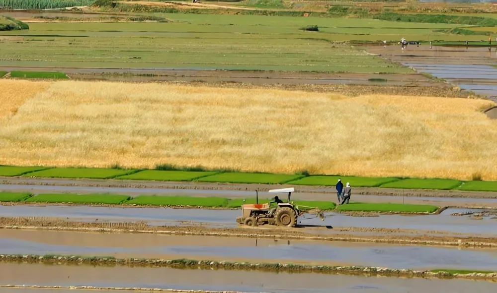 ارتفاعات طبیعی در مناطق کشت برنج کامفیروز