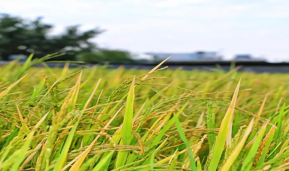 خرید برنج کامفیروزی