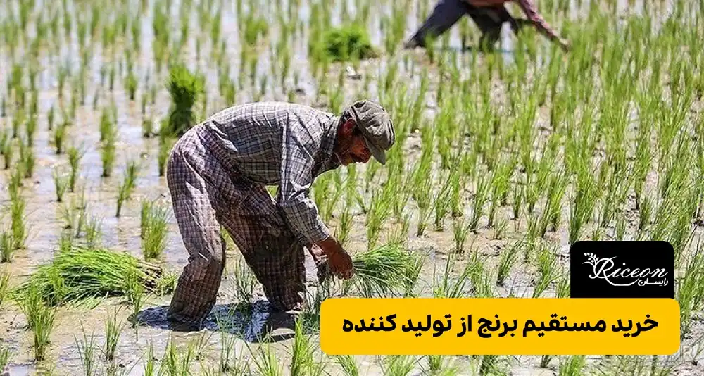 خرید مستقیم برنج کامفیروزی از تولید کننده